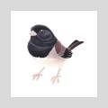 junco